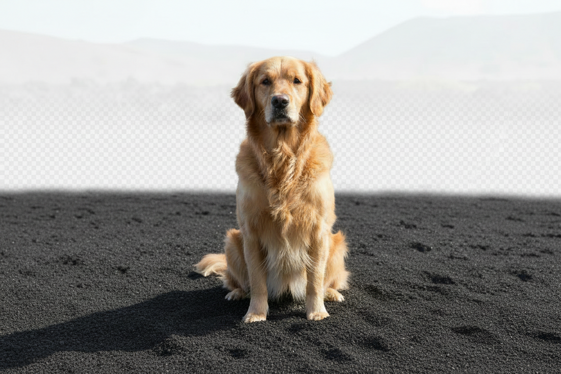 The Science Behind Humic Acid and Your Dog's Gut Barrier